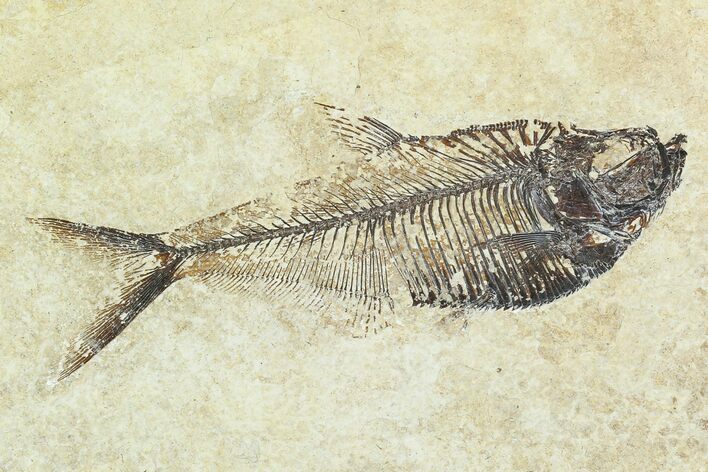 Fossil Fish (Diplomystus) - Green River Formation #129603